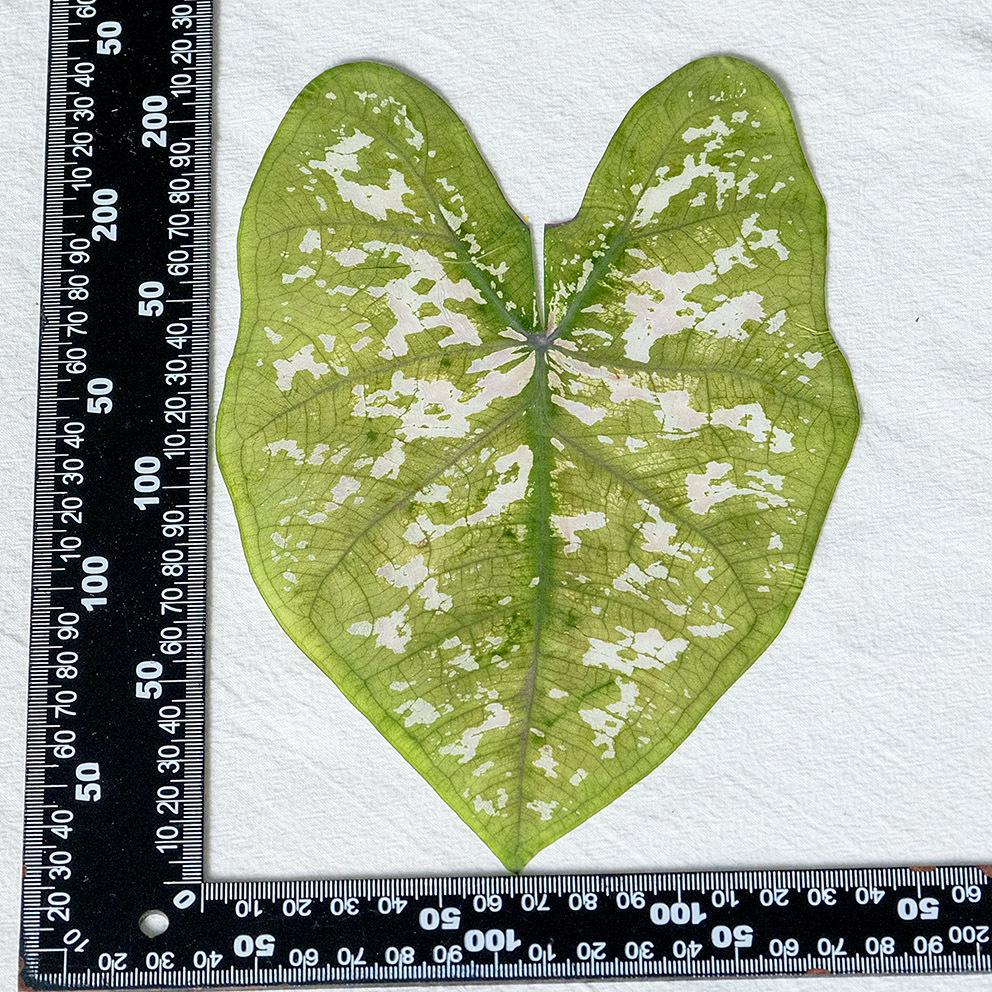 Colorful Caladium Powder Splash Dried Flowers & Leaves for DIY Crafts, Teaching, and Epoxy Photo Frames