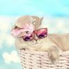 Pet Straw Hat Handwoven Sun Cap with Adjustable Strap Headwear for Small Dogs Cats Birthdays Special Occasions