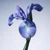Giorgio Armani Iris Bleu Eau De Toilette(50/100ml)