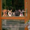 Dog and Cat Animal Combination Glass Window Home Background Beautification Window Stickers