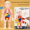 International Science and Education Human Skeleton Model - Children's Anatomy Toy