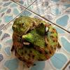 Resin Garden Frog Ornament Cartoon Landscape Decoration Universal Frog Statue  Outdoor Yard