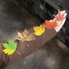 Leaf Inspired Sticker Waterproof Adhesive PET Sticker for Journal Notebook Phone Scrapbooking Decoration Supplies