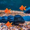 10pcs Lifelike Realistic Goldfish Simulation Moving Goldfish Artificial Fish   Aquarium