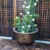 Indoor Outdoor Flower Container Water Lily Planter, Vintage Round Plant Pot, Without Drainage Hole, Large Planter for Bougainvillea Extra Plastic Pot