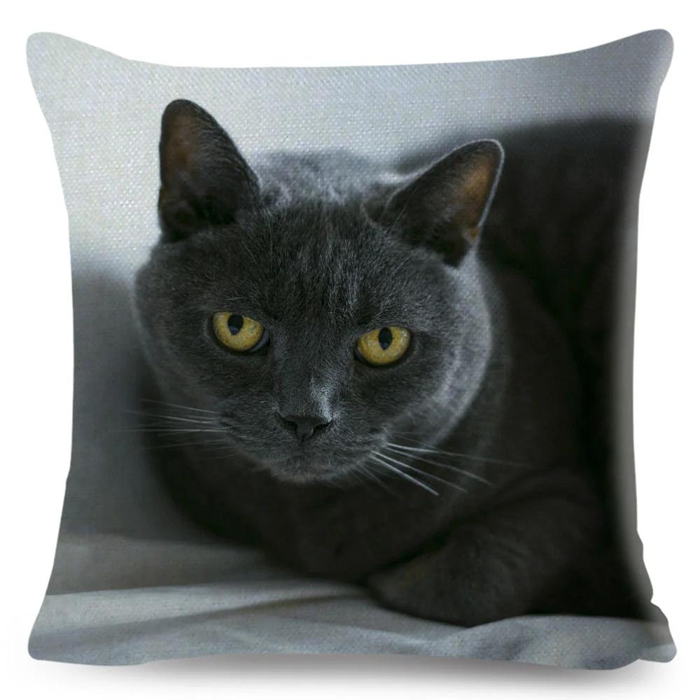 Housse de coussin British Shorthair bleu russe, taie d'oreiller en Polyester, décoration de chat mignon, Animal de compagnie, pour canapé, maison, voiture