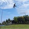 Frightening Hawk Bird Kite with Pole Bird Repellent Eagle Kite Professional Bird Scarer Kite  Farm