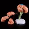 1PC 4D Disassembled Anatomical Human Brain Model Anatomy Medical Teaching Tool Statues Sculptures Medical School Use