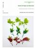 Bifurcate Maple Leaf Aquatic Plant Plastic Decor: Green Simulation Grass, Flower, and Leaves for Cake and Hotel Decoration.