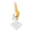 Knee Joint Model PVC Life Size Knee Anatomy Educational Model for Scientific Education Classroom Demonstrations