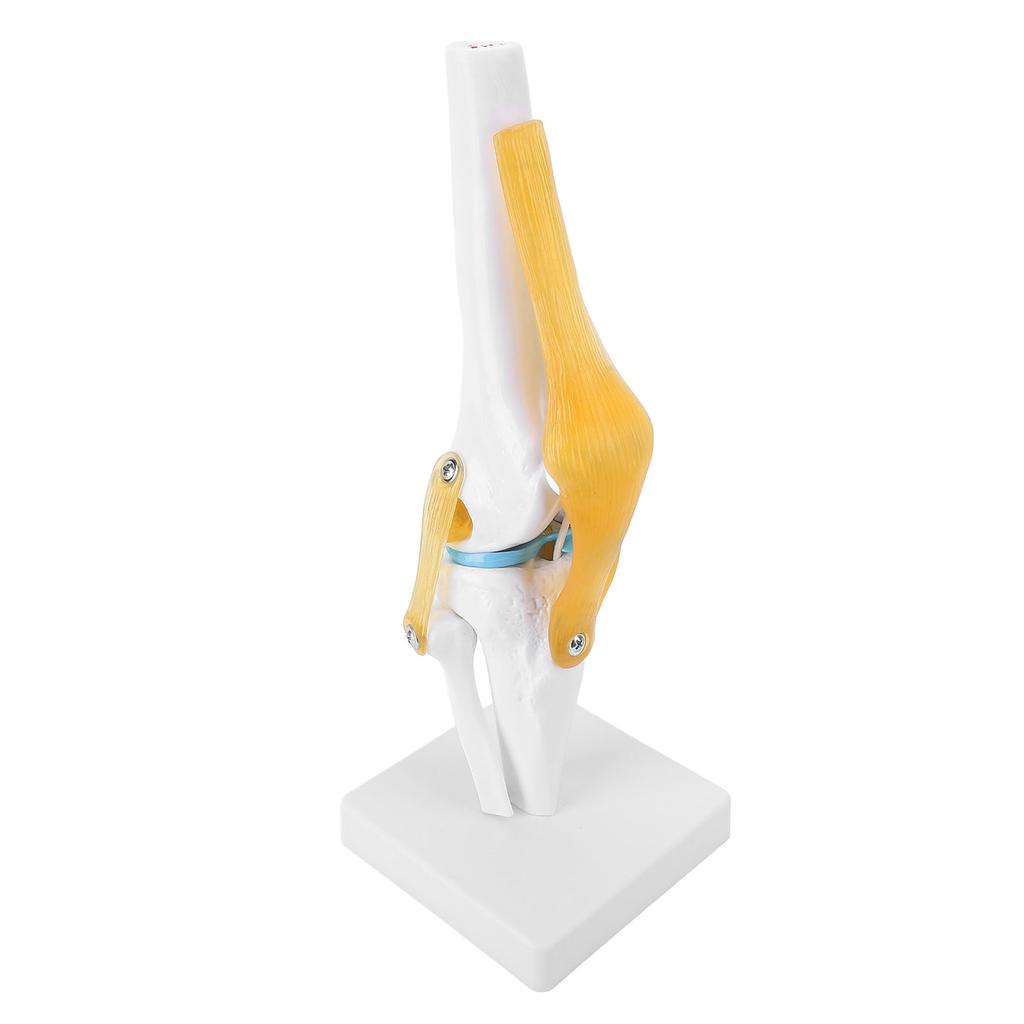 Modelo de Rodilla PVC Tamaño Real Anatomía de la Rodilla Modelo Educativo para Educación Científica Demostraciones en el Aula