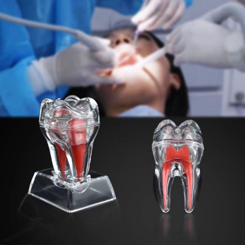 

Separable Dental Anatomical Structure With Base Tooth Disintegration Ornaments Gift