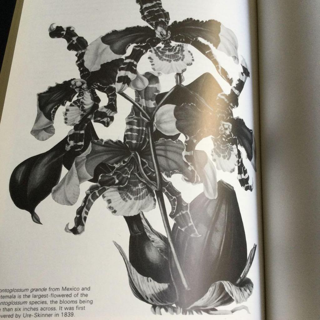 [USED] Orchids, botanical art, illustrated book, orchids, foreign books, orchids, orchids, flowers