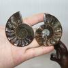 Elegant Pair Natural Ammonite Fossil Conch Specimen For Healing And Home Decor