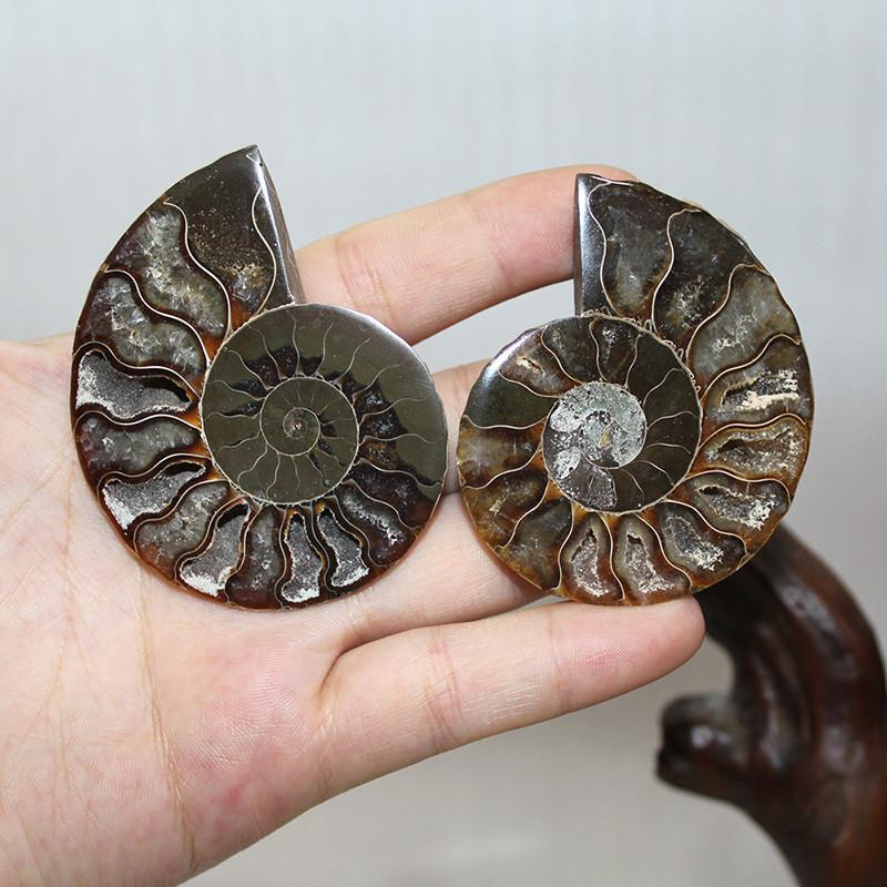 Elegant Pair Natural Ammonite Fossil Conch Specimen For Healing And Home Decor
