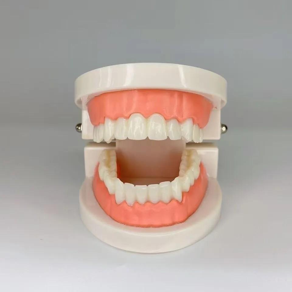 Kindergarten Dental Practice Model: Small Aesthetic Tooth and Oral Cavity Teaching Aid
