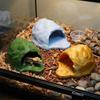 Simulation Rock Reptile Hideout Smooth Edge Hidden Cave Shelter 3D Printed Cave Turtle Tank