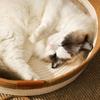 Manual Rattan Woven Cat Nest Winter Warm Cat Bed House Cat Scratch Board Pet Accessories For Dogs Cats