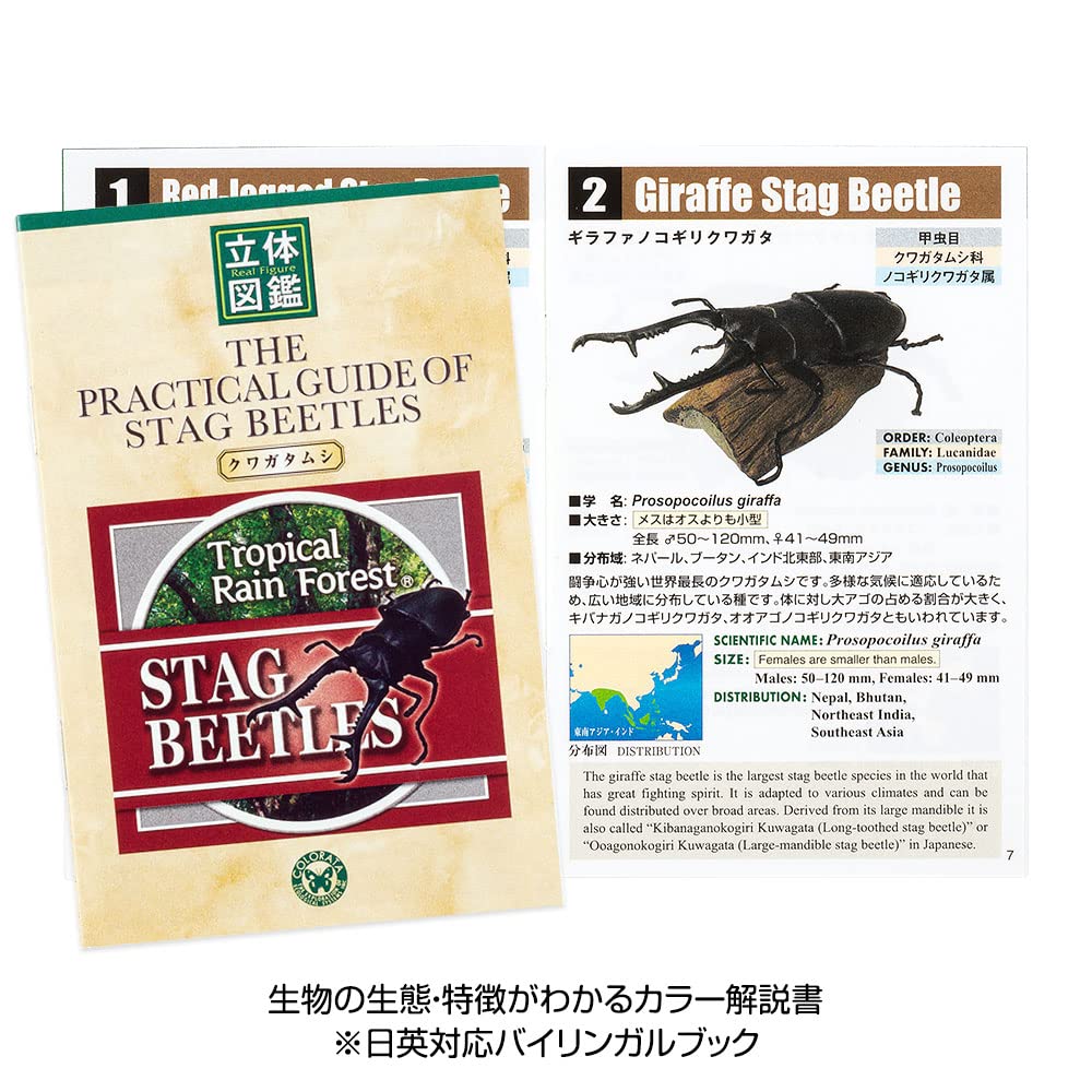 COLORATA Stag Beetle 3D Illustrated Book Types Explanation Realistic Figure Birthday Present Gift Sanitation Law Figure Box Beetle Christmas Present