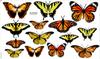 Decorative Stickers for Kids - Orange Butterflies