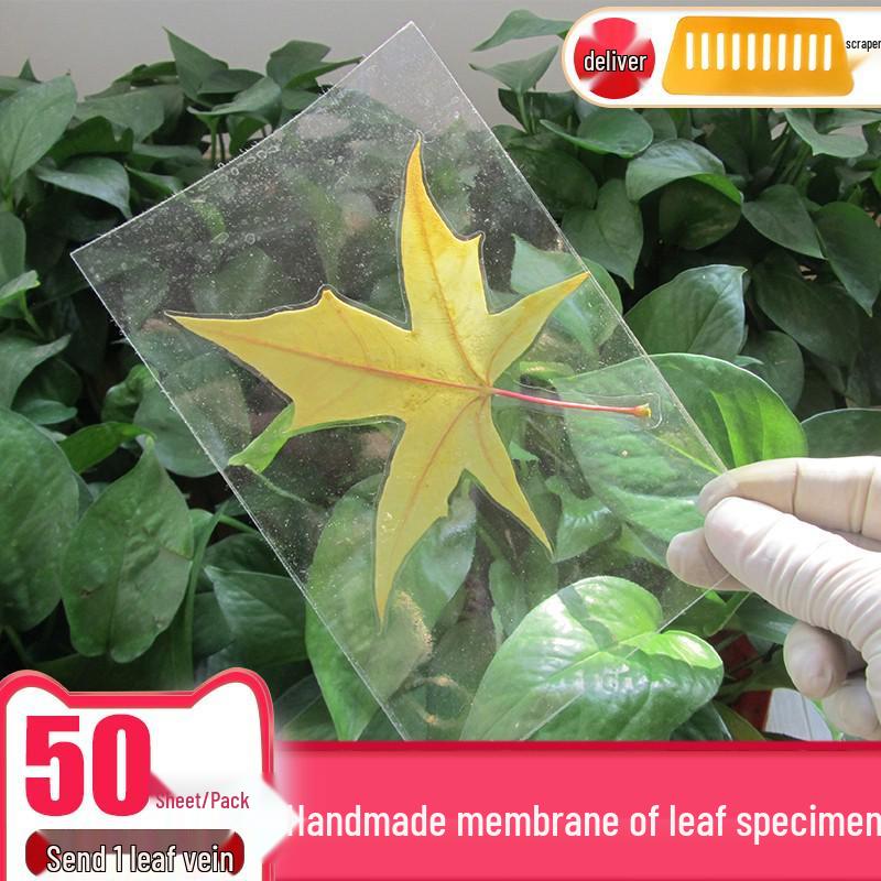Self-Adhesive Cold Laminating Film - 6 Inch, A4, A6 for Photos, Bookmarks, and Leaf Specimens
