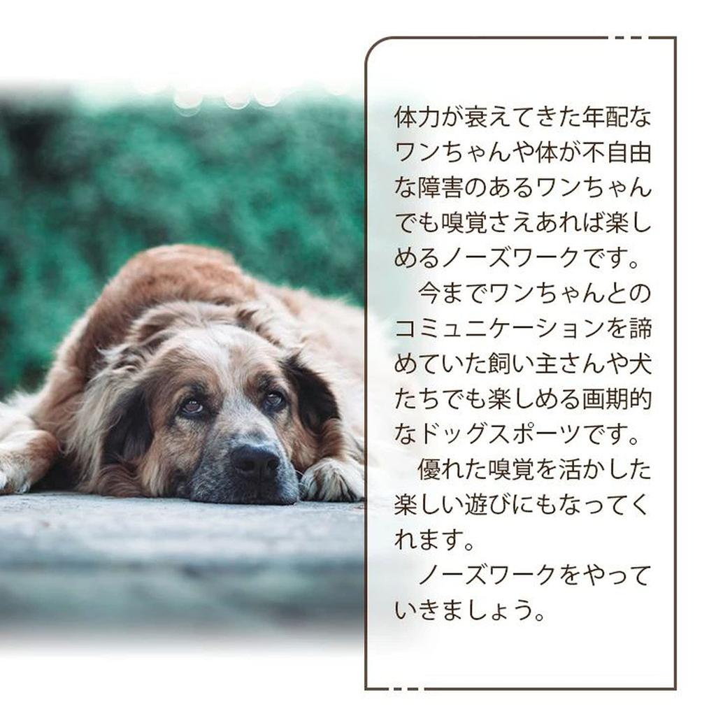 Carrot Farm Dog Carrot Harvesting Team YCYHHHW Nose Work Educational Pet Dog Exercise Stress House Destruction Prevention Toy, Mat, Toy, Supplies,