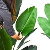 Nordic Style Bird of Paradise Faux Potted Plant, Indoor Decor Traveler's Palm Bonsai Tree