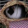 Woven Straw Pet Rabbit Hamster Guinea Pig Cage Nests House Toy Chinchilla Bed
