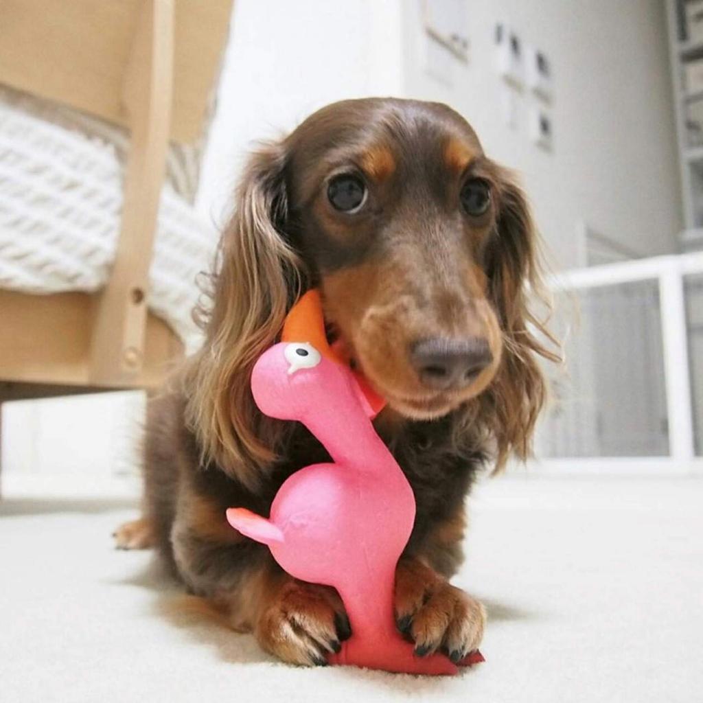 PLATZ PET Dog Toy Screaming Chicken Pink SUPPLISES&FUN