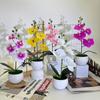 Phalaenopsis Basin Artificial Potted Plant For Home Office Decoration Wedding