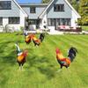 Acrylic Rooster Decor Chicken Yard Art Garden Decoration Ornament, Decor For Outdoor-for Gardens Backyards 2pc