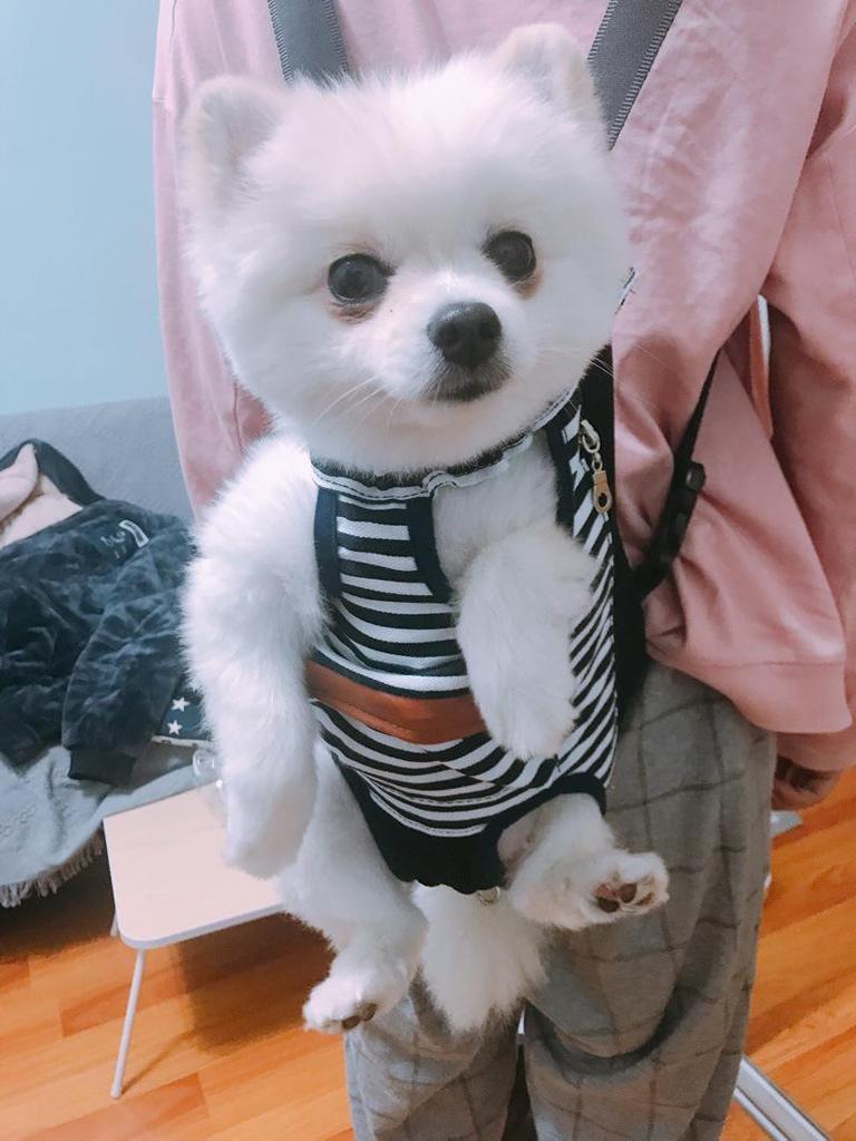 Portable Pet Carrier Bag: Front & Back Dog Backpack, Cat & Small Dog Transport Bag