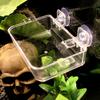 Crawling Pet Feeder Anti-escape Suction Cup Fixed Not Easy To Fall Detachable High-Hardness Lizard
