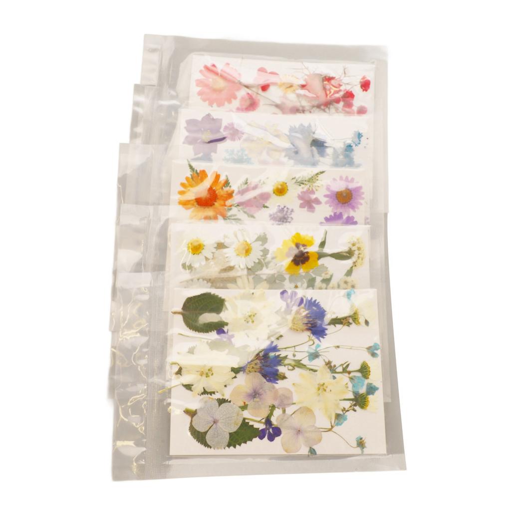 5 Bags Pressed Flowers Assorted Styles Vibrant Rich Details Multi Purpose Colorful Dried Flowers for DIY Mold Bookmark