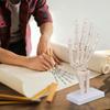 Medical Hand Skeleton Joint Model Human Finger Hand Bone Statues Anatomical Skeleton Figurine House Decoration Desk Accessories