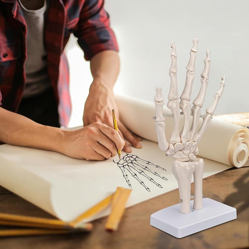 Medical Hand Skeleton Joint Model Human Finger Hand Bone Statues Anatomical Skeleton Figurine House Decoration Desk Accessories
