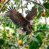 Waterproof Bird Scarer Pest Control Hanging Bird Repellent Decoration Bird Scare Pendant  Garden