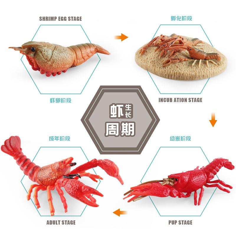 Simulation Of Marine Animal Crayfish Growth Cycle Model Crayfish Growth Process Static Ornament