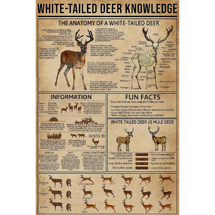 White -Tailed Deer Knowledge Metal Tin Sign The Anatomy Of A White Tailed Deer Funny Poster Living Room Kitchen Bathroom Bathroom Cafe Home Art Wall