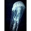 Vibrant Colorful Jellyfish Marine Wildlife Posters Nautical Coral Prints Canvas Painting Wall Art Picture Home Living Room Decor