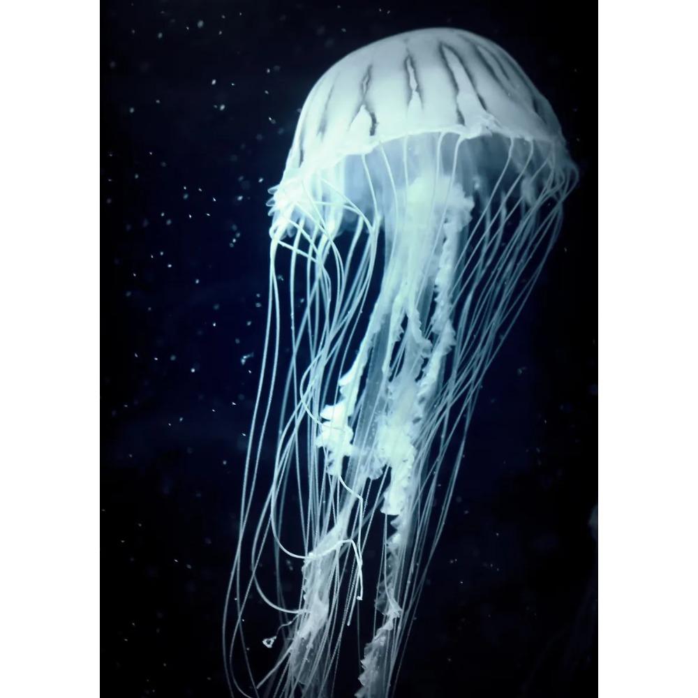 Vibrant Colorful Jellyfish Marine Wildlife Posters Nautical Coral Prints Canvas Painting Wall Art Picture Home Living Room Decor