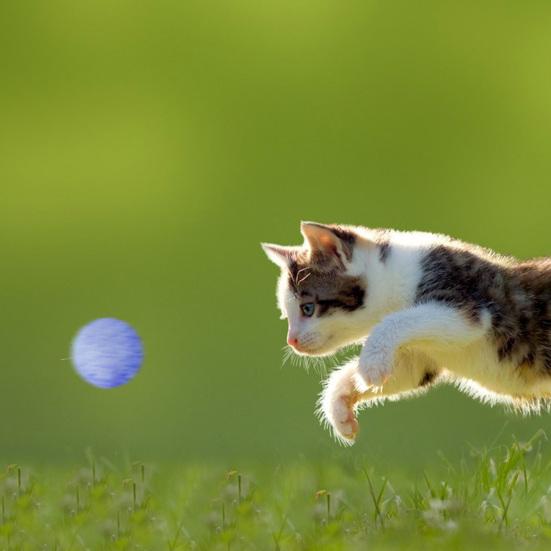 12Pcs/Box Cat Toys Mute Fun Good-looking Portable Healthy Entertainment Multicolor Cat Toy