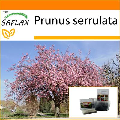 Garden in the Bag - Wild Black Cherry - 30 semi - Con substrato in un sacchetto stand up adatto - Prunus serrulata