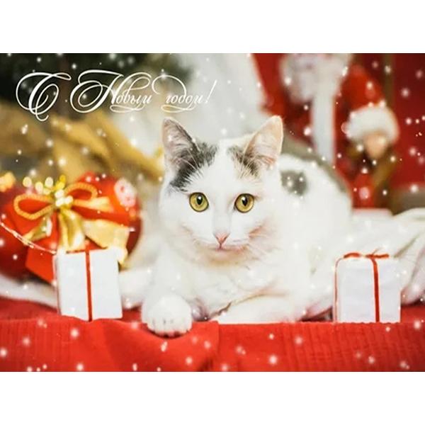 5D DIY pictură cu diamant Kit de artizanat pisică complet pătrat rotund broderie cu diamante animale cu punct de cruce Kit mozaic Decoratiuni de Crăciun