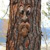 Peeker Yard Art Outdoor Tree Morsom gammel mann Ansiktsskulptur Snodig Treansikt Hagedekorasjon