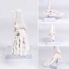 PVC Human Foot Skeleton Model For Anatomy Teaching Learning With Accurate Bone Structure Representation In Classrooms