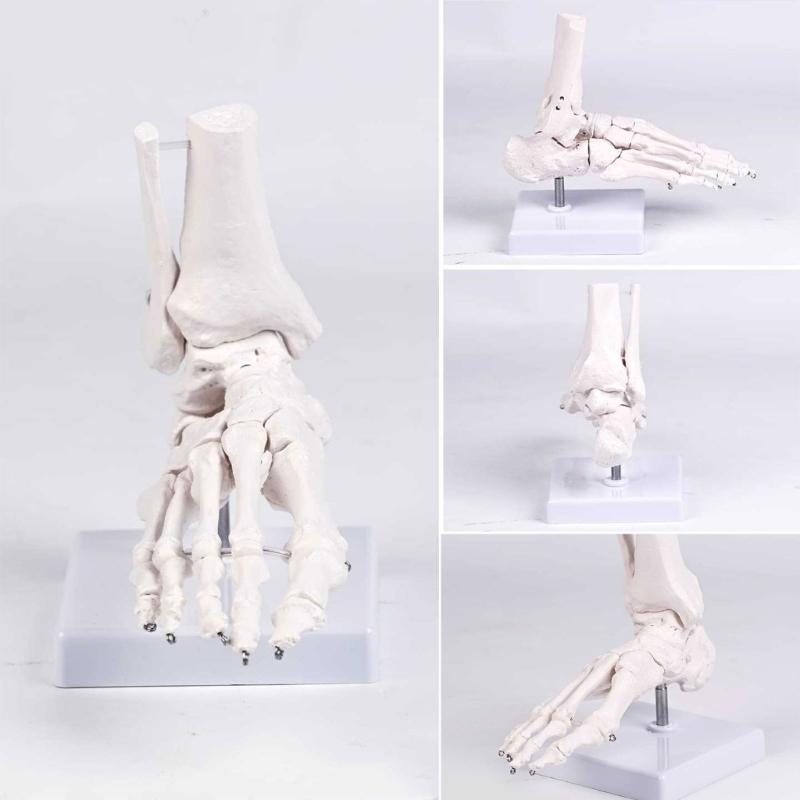 PVC Human Foot Skeleton Model For Anatomy Teaching Learning With Accurate Bone Structure Representation In Classrooms
