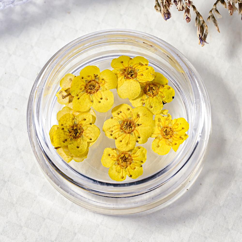 10PCS/Box Small Daffodil Dried Flower for Nail Art Decorations Natural Real Pressed Flower Making up Phone Case Mold Making