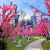 Silk Cherry Blossom Branch Artificial Vine: Floral Decoration for Weddings and Indoor Spaces