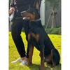 PU Dog Collar with Spike Rivet Adjustable Anti-Bite Pet Collars for Small Medium Large Dogs Bull Terrier Doberman Pinscher